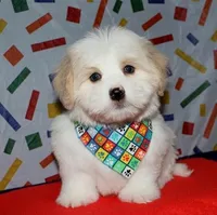 Otto - Havaton, a male Havaton for sale in Lyons, NE – Photo 4 of 10