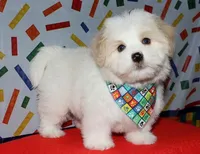 Otto - Havaton, a male Havaton for sale in Lyons, NE – Photo 3 of 10