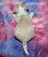 Opal - Havaton, a female Havaton for sale in Lyons, NE – Photo 4 of 4