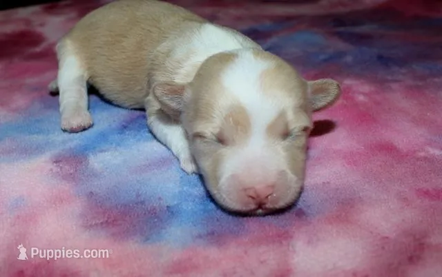 Opal - Havaton – Havaton puppy for sale in Lyons, NE