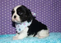 Boone, a male Cavalier King Charles Spaniel for sale in Lyons, NE – Photo 2 of 10