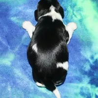 Boone, a male Cavalier King Charles Spaniel for sale in Lyons, NE – Photo 10 of 10