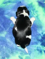 Boone, a male Cavalier King Charles Spaniel for sale in Lyons, NE – Photo 4 of 4