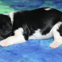 Boone, a male Cavalier King Charles Spaniel for sale in Lyons, NE – Photo 8 of 10