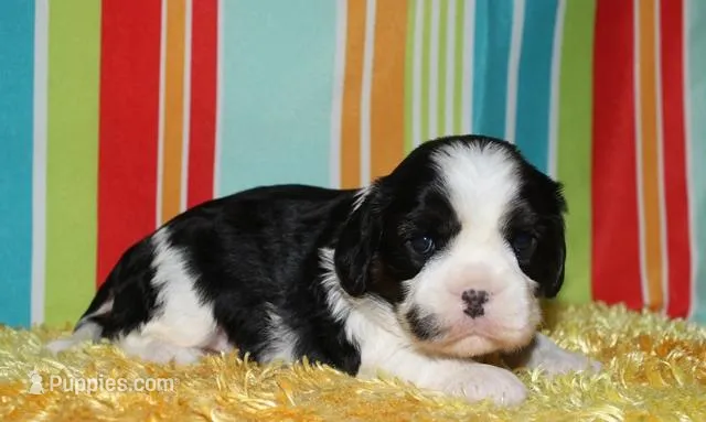 Boone – Cavalier King Charles Spaniel puppy for sale in Lyons, NE