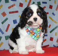 Boone, a male Cavalier King Charles Spaniel for sale in Lyons, NE – Photo 4 of 10