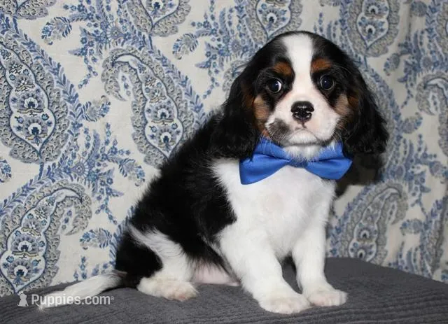 Boone – Cavalier King Charles Spaniel puppy for sale in Lyons, NE