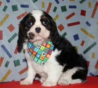 Boone, a male Cavalier King Charles Spaniel for sale in Lyons, NE – Photo 2 of 10