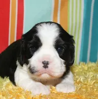Boone, a male Cavalier King Charles Spaniel for sale in Lyons, NE – Photo 7 of 10