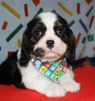 Boone, a male Cavalier King Charles Spaniel for sale in Lyons, NE – Photo 3 of 10