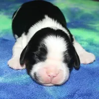 Boone, a male Cavalier King Charles Spaniel for sale in Lyons, NE – Photo 9 of 10