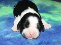 Boone, a male Cavalier King Charles Spaniel for sale in Lyons, NE – Photo 2 of 4