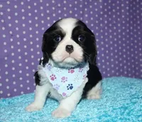 Boone, a male Cavalier King Charles Spaniel for sale in Lyons, NE – Photo 4 of 10