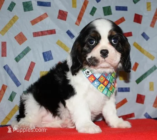 Boone – Cavalier King Charles Spaniel puppy for sale in Lyons, NE