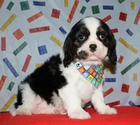 Boone, a male Cavalier King Charles Spaniel for sale in Lyons, NE – Photo 1 of 10
