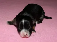 processed/da524858-4a23-4cb9-a676-86aec85860e9/listing/1b4d1dc7-f3fb-48ff-a77a-484b7fd1db35/0855d77f-1f1f-4b83-ae70-b7e8cfd10529