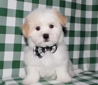 Kinkaid, a male Havanese for sale in Lyons, NE – Photo 2 of 10