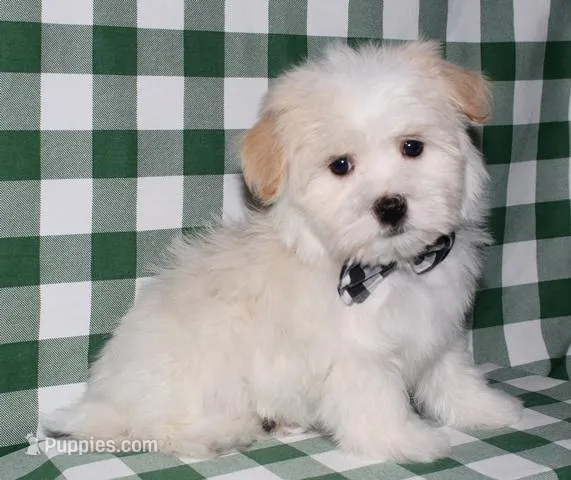 Kinkaid – Havanese puppy for sale in Lyons, NE