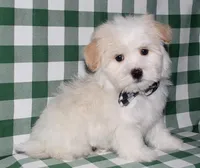 Kinkaid, a male Havanese for sale in Lyons, NE – Photo 1 of 10