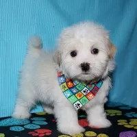 Kinkaid, a male Havanese for sale in Lyons, NE – Photo 6 of 10