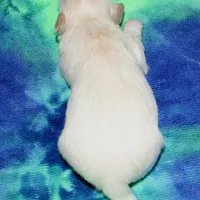 Kinkaid, a male Havanese for sale in Lyons, NE – Photo 10 of 10