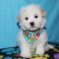 Kinkaid, a male Havanese for sale in Lyons, NE – Photo 5 of 10