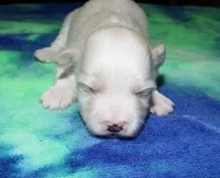 processed/da524858-4a23-4cb9-a676-86aec85860e9/listing/1c0fa5e8-2a34-4b30-84bf-440bb8bb73a8/56150700-e33b-417d-bb8a-727113b574ee