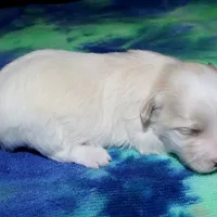 Kinkaid, a male Havanese for sale in Lyons, NE – Photo 9 of 10