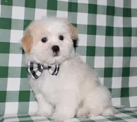 Kinkaid, a male Havanese for sale in Lyons, NE – Photo 4 of 10