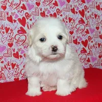 Kinkaid, a male Havanese for sale in Lyons, NE – Photo 8 of 10