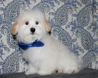 Kinkaid, a male Havanese for sale in Lyons, NE – 3 of 10