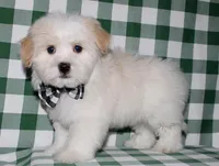 Kinkaid, a male Havanese for sale in Lyons, NE – Photo 3 of 10