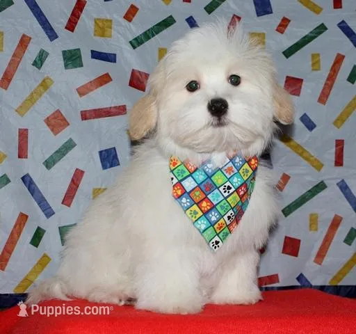 Kinkaid – Havanese puppy for sale in Lyons, NE