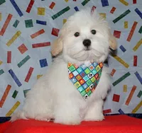 Kinkaid, a male Havanese for sale in Lyons, NE – 5 of 10