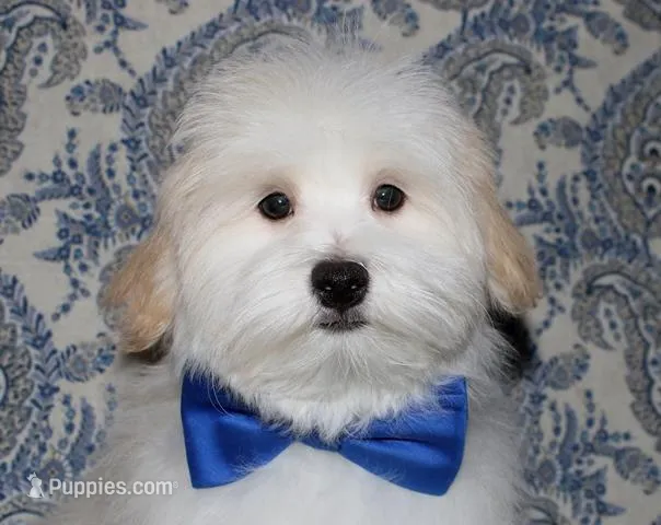 Kinkaid – Havanese puppy for sale in Lyons, NE