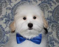 Kinkaid, a male Havanese for sale in Lyons, NE – 1 of 10