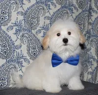 Kinkaid, a male Havanese for sale in Lyons, NE – 2 of 10