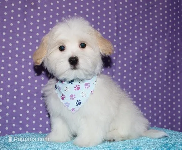Kinkaid – Havanese puppy for sale in Lyons, NE