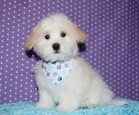 Kinkaid, a male Havanese for sale in Lyons, NE – 6 of 10