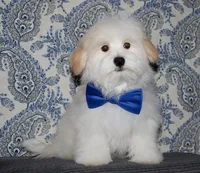 Kinkaid, a male Havanese for sale in Lyons, NE – 4 of 10