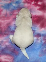 Olivia - Havaton, a female Havaton for sale in Lyons, NE – Photo 4 of 4