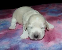 Olivia - Havaton, a female Havaton for sale in Lyons, NE – Photo 1 of 4