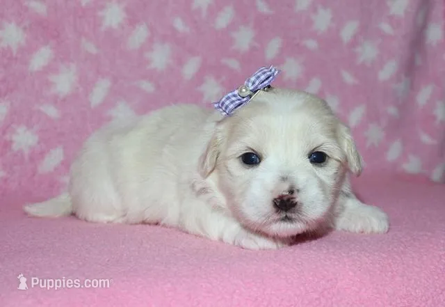 Octavia - Havaton – Havaton puppy for sale in Lyons, NE