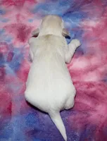 Octavia - Havaton, a female Havaton for sale in Lyons, NE – Photo 4 of 4