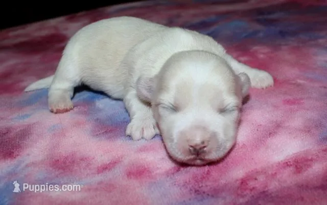 Octavia - Havaton – Havaton puppy for sale in Lyons, NE