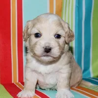 Orson - Havaton, a male Havaton for sale in Lyons, NE – Photo 8 of 10