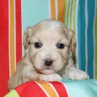 Orson - Havaton, a male Havaton for sale in Lyons, NE – Photo 7 of 10