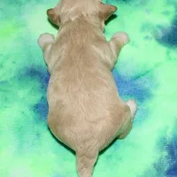 Orson - Havaton, a male Havaton for sale in Lyons, NE – Photo 10 of 10