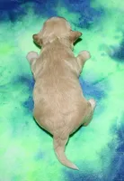 Orson - Havaton, a male Havaton for sale in Lyons, NE – Photo 4 of 4