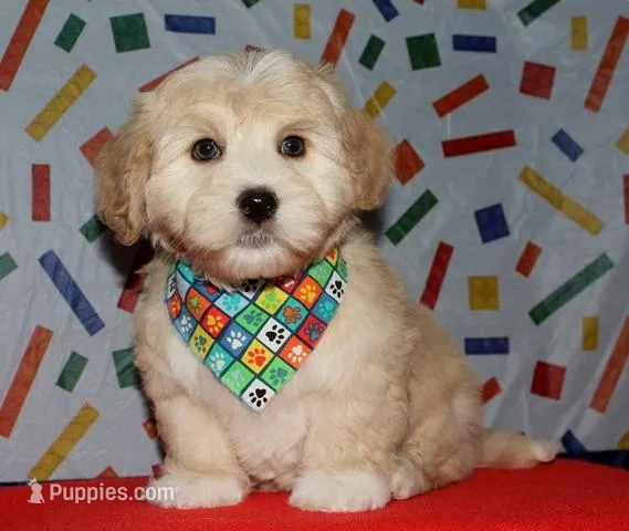 Orson - Havaton – Havaton puppy for sale in Lyons, NE